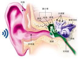 耳朵听见声音离不开哪种细胞帮助