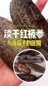 海茄子是哪种生物的俗称