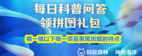 猜一猜以下哪一项是黑尾斑鲷的特点