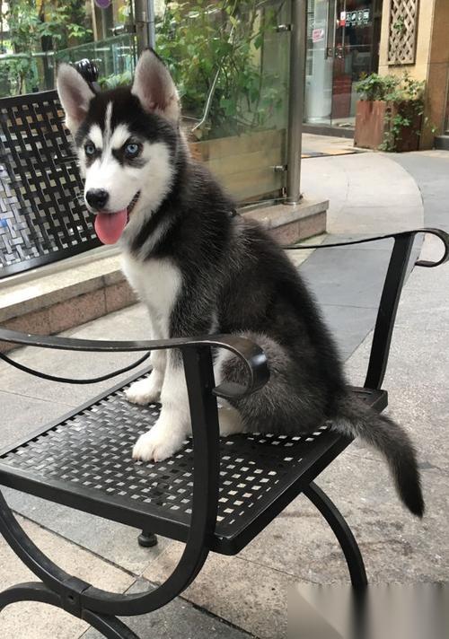 穿越火线中骑哈士奇的体验怎么 哈士奇坐骑有什么特点