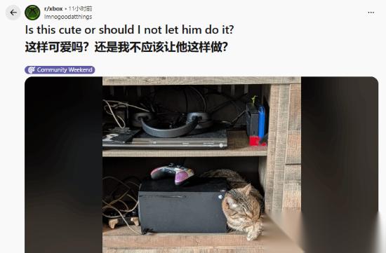我的猫太爱它了!XBOX沦为专属“猫窝”主人哭笑不得